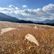 masaの画像