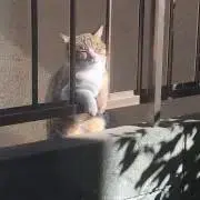 Willddの画像