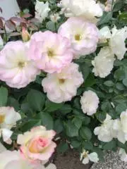 fragranceの画像