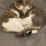 ごっつの画像
