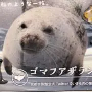 ハマちゃんの画像