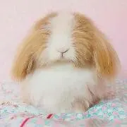 Image of プリうお