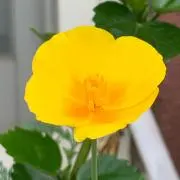 よう