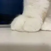 ねこの手の画像