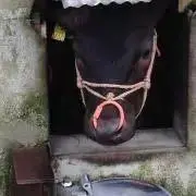 銀さん(プロフ必読)の画像