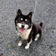 レオ