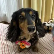 しーらんの画像
