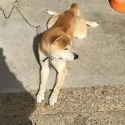 Minoの画像