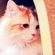 みっちょ