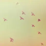 bird*の画像