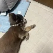モカの画像