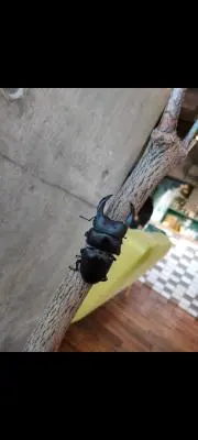 ごうの画像