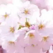 さくら·͜· ꕤ︎︎の画像