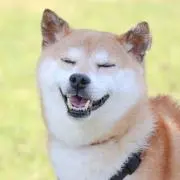 nishiの画像