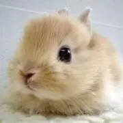 nori