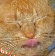 にゃーくん