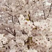 プラの画像