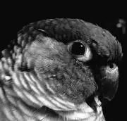 フミフミの画像