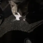 ばやしの画像