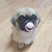 TOTORO