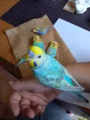 ☆つばさ☆
