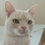 こんすけの画像