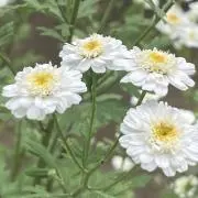 れい《プロフ確認後メッセージ下さい》の画像