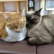 nekoプロフィール必読の画像