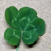 華