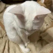 もちこの画像