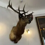 aiueoの画像
