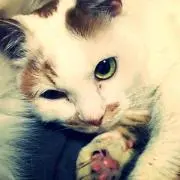 らむ