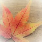 あきのもみじの画像