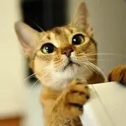 Nico (=^x^=)の画像