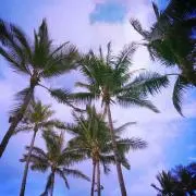 liloliloの画像