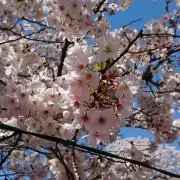 ひさ☆きちの画像