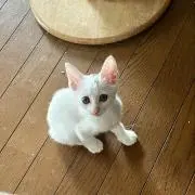 しろの画像
