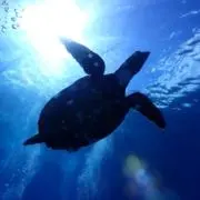 kzm-divingの画像