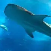 ジンベイの画像