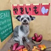 おこげの画像