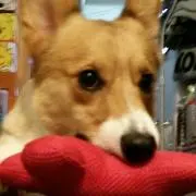 ぷじこの画像