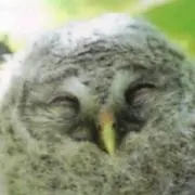 日向夏
