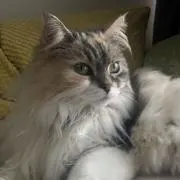 エビ