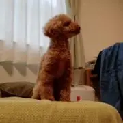 ていの画像