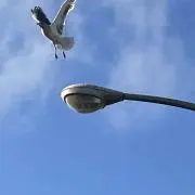 まちゃの画像