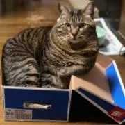 リュウセイの画像