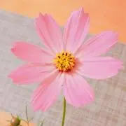 ハッピーの画像