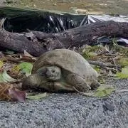 ハチの画像