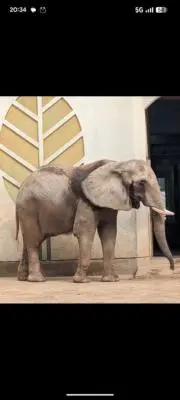 よまの画像