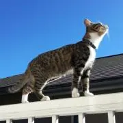 Yumの画像